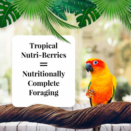 Lafeber Company Tropical Fruit Nutri-Berries for Conures (10 oz)