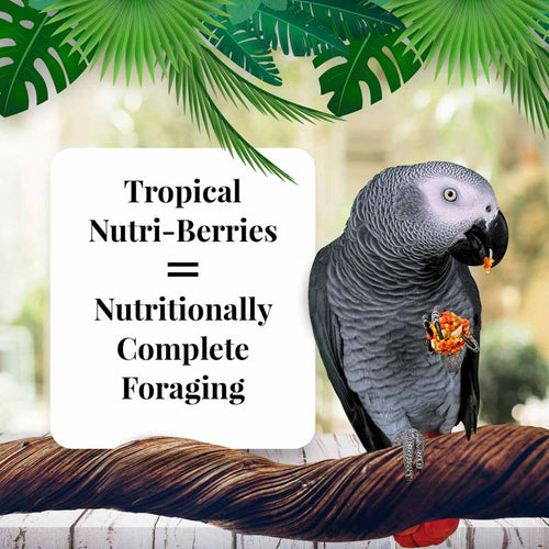 Lafeber Company Tropical Fruit Nutri-Berries for Parrots (3 LB)