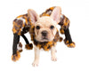 Pet Krewe Spider Dog Costume