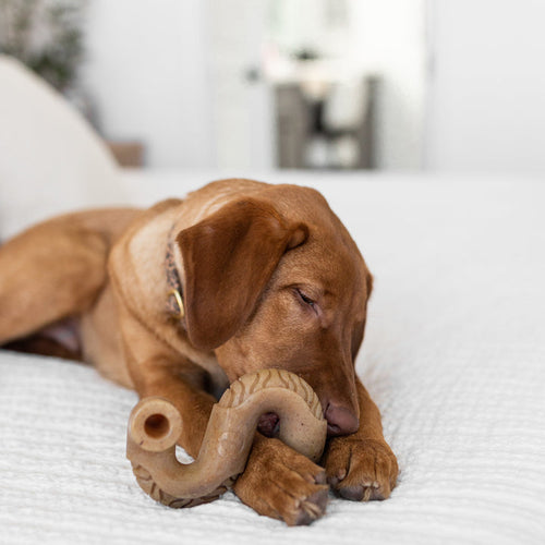 Benebone Tripe Bone Durable Dog Chew Toy (Large - Under 90 lbs)